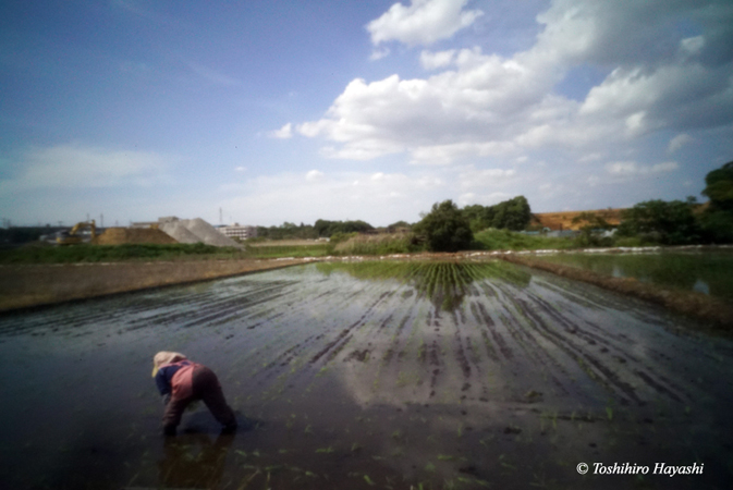 Rice-planting season