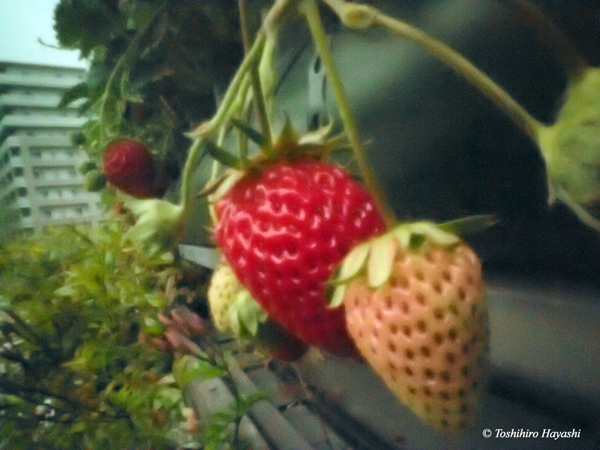 Strawberry on the roof garden