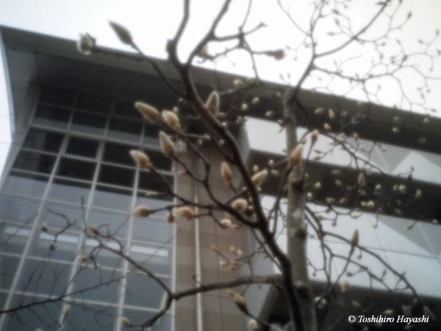 Magnolia buds