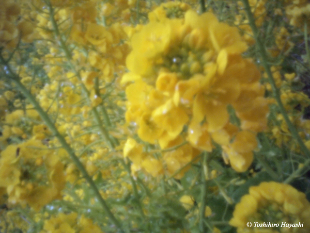 Rape blossoms