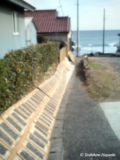 Drying Iwa-Nori