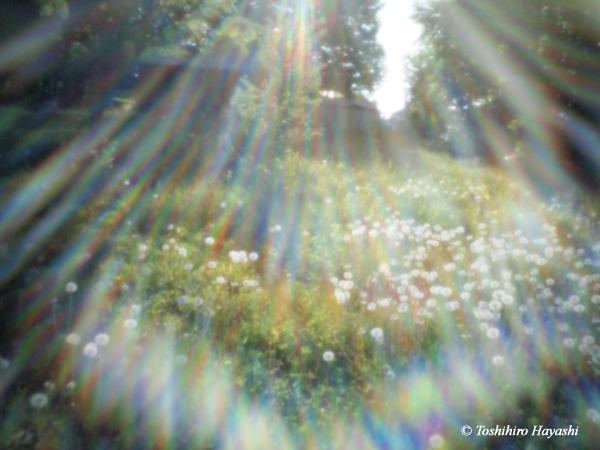 Sunlight over the dandelion