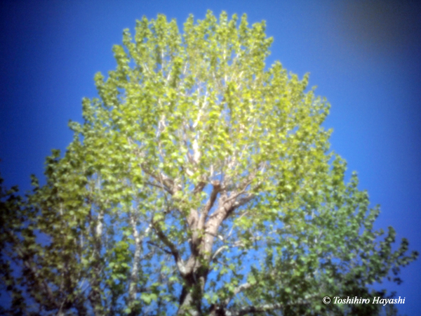 Young leaves
