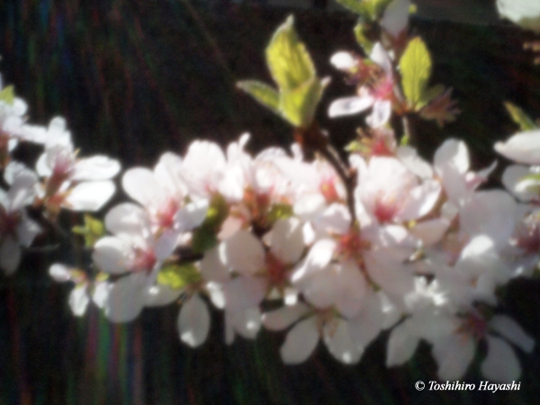 Nanking cherry -Yusura Ume-