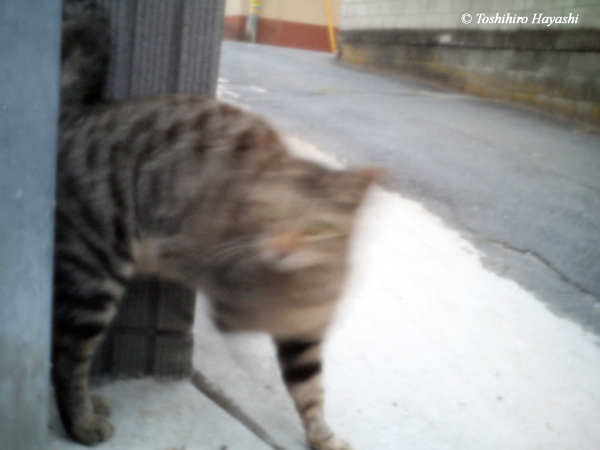 a running cat