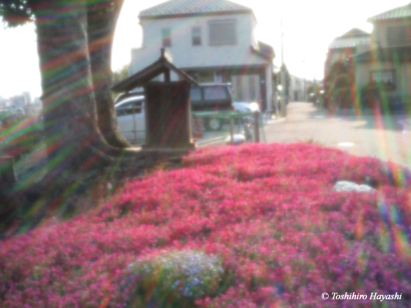 Shrine and Shibazakura