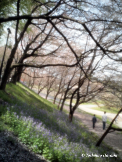 Purple flowers