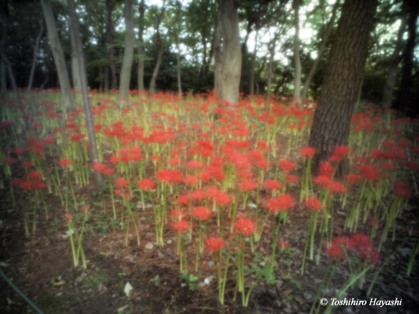 Cluster amaryllis (Higan-bana) #1