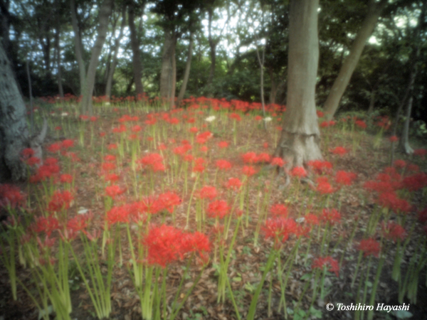 Cluster amaryllis (Higan-bana) #2