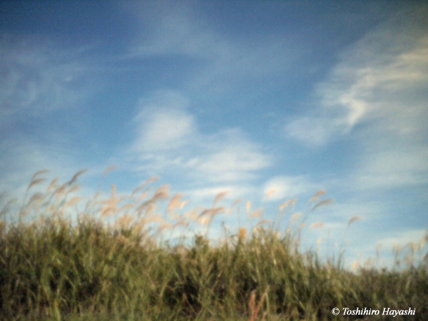 Pampas grass field