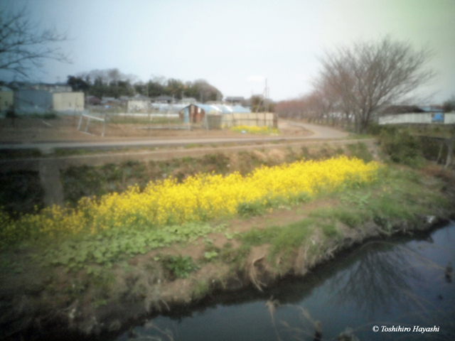 Rape flowers