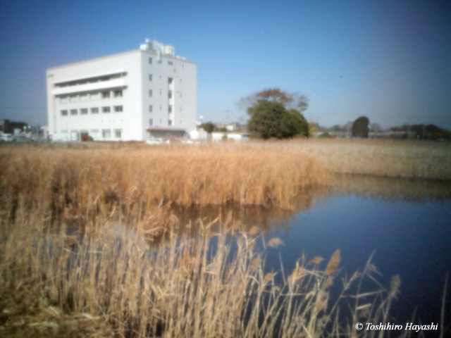 Pond of reeds