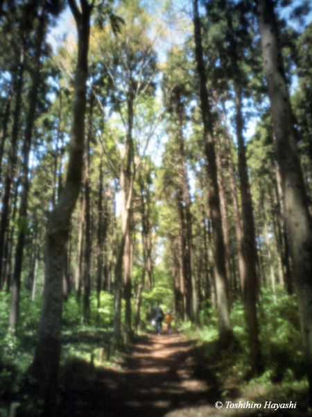 Path in the woods