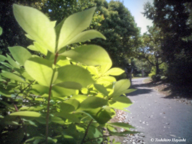 Soft sunlight on the young leaves