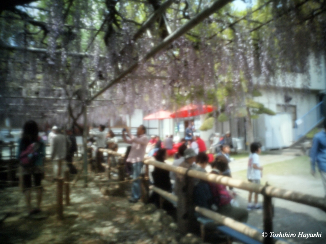 Wisteria festival #1