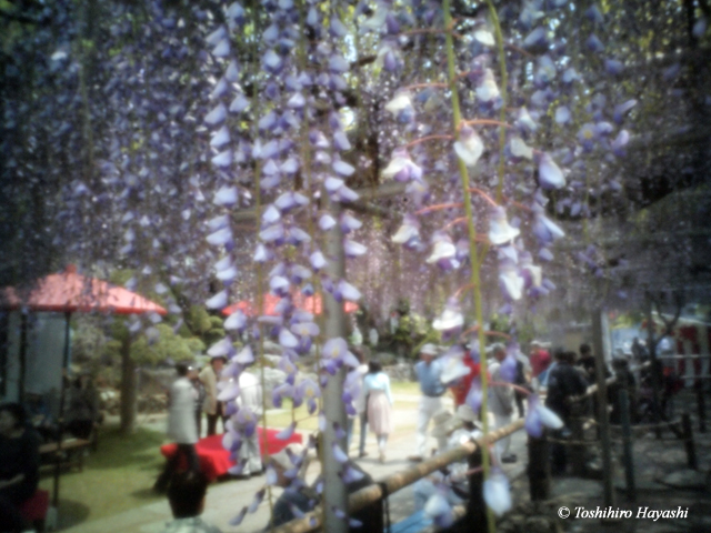 Wisteria festival #2