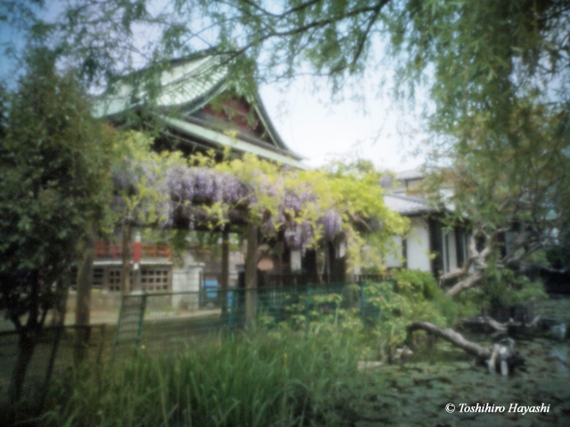 Wisteria trellis