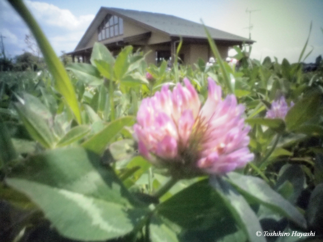 Clover flowers