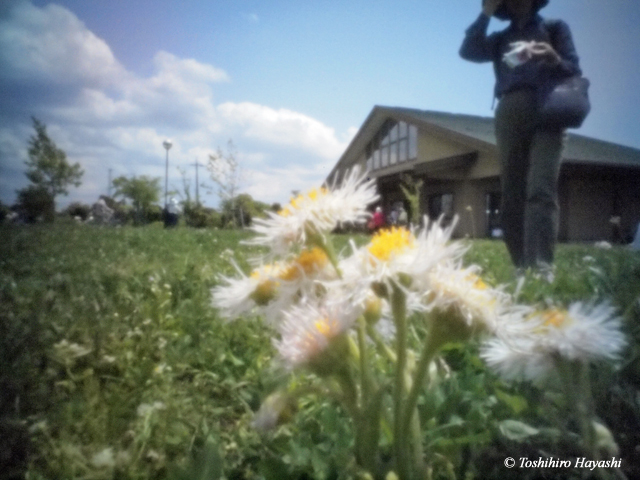 Fleabane