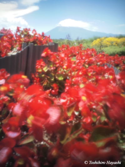 Begonia flowers with Mt.Fuji