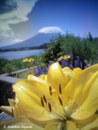 Lily and Mt.Fuj