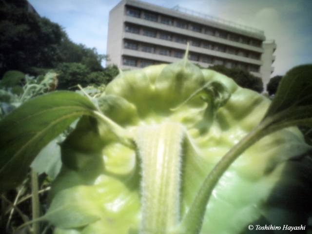 Sun flowers #2