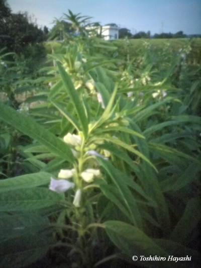 Flowers of sesame