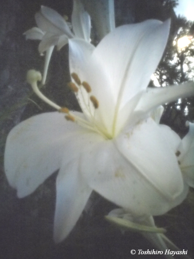 white lily