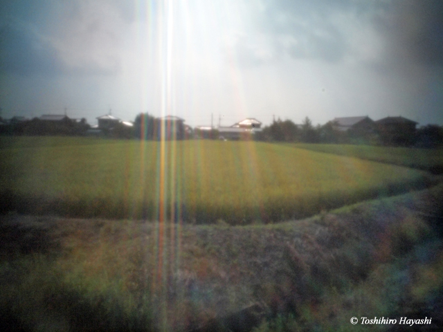 Rice field