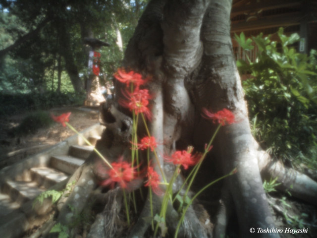 Cluster amaryllis #1