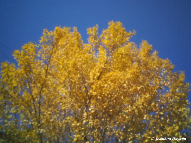 Yellow leaves