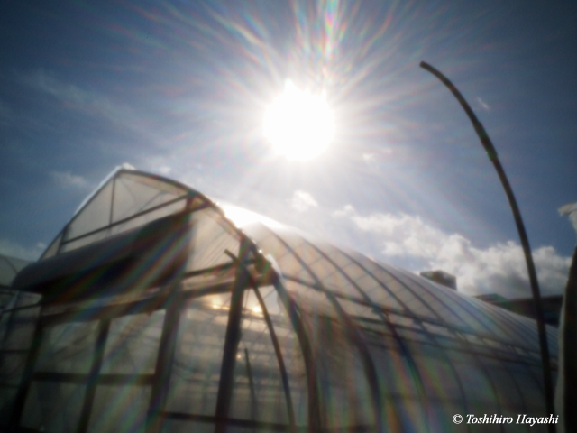 Greenhouses of strawberry #2