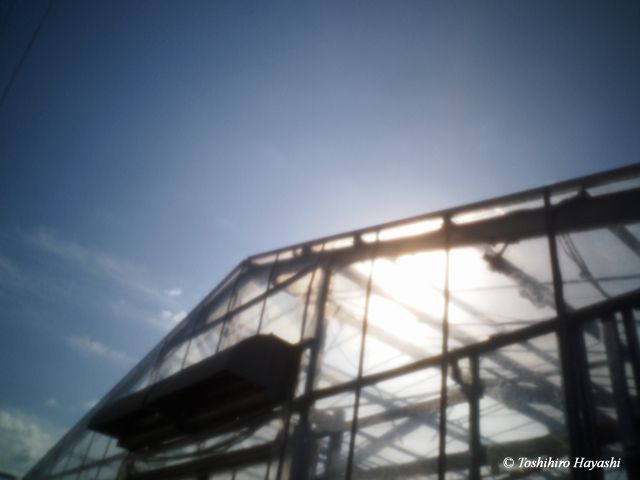 Greenhouses of strawberry #3