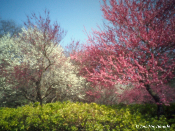 Pink and white plum blossoms