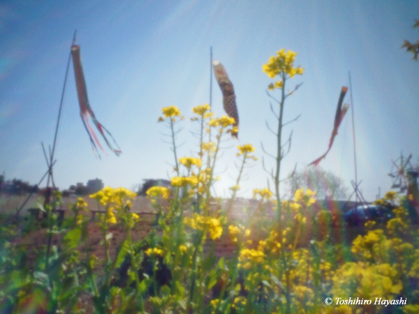 Rape blossoms and carp streamers (Koinobori)