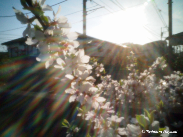 Nanking cherry -Yusura Ume-  #1