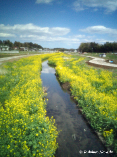 Rape flowers in the riversides)