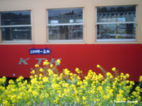 Rape flowers and old train