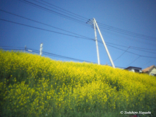 Rape flowers on the slope