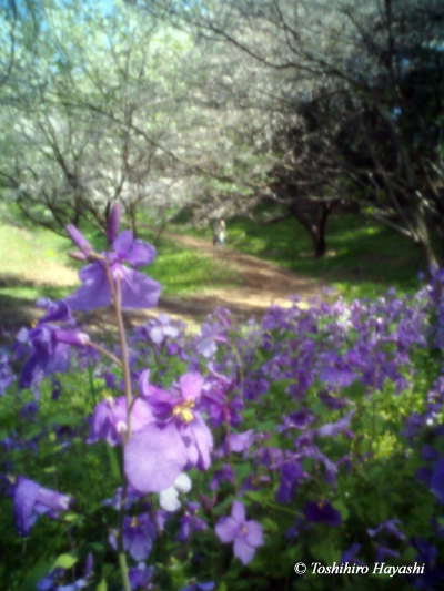 Purple little flowers 