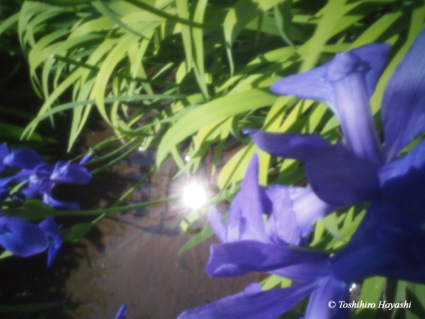 Irises #1