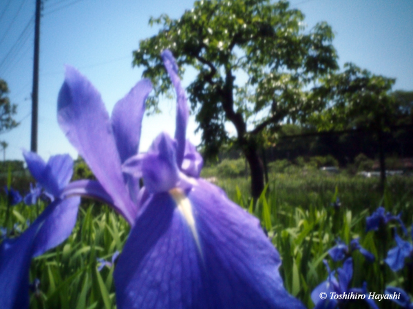 Irises #2