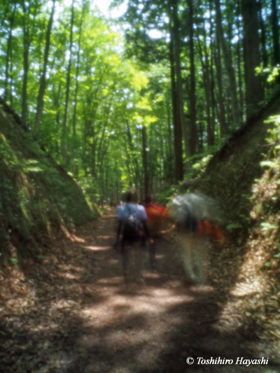 Forest of Japanese Beech #1