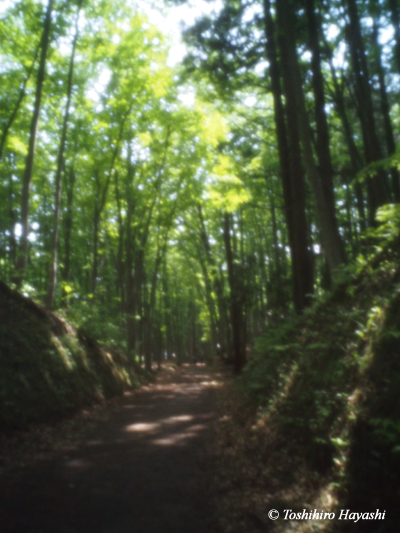 Forest of Japanese Beech #2