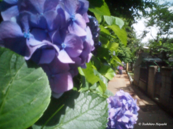 Alley of the hydrangea (Ajisai no komichi)