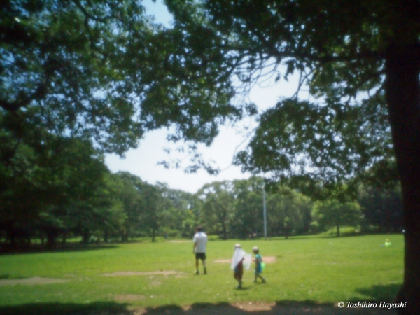 In the summer park 