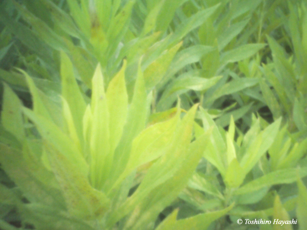 Harmony of leaves