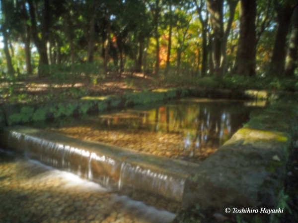 Gyoda Park in Autumn #2