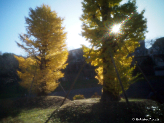Ngatugawa Shinsui Park in Autumn #1