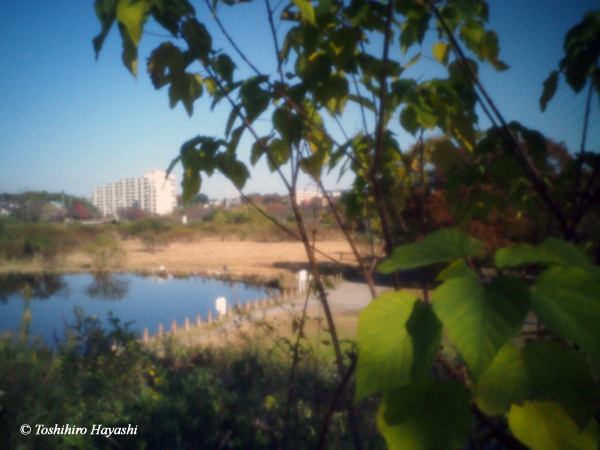 Ngatugawa Shinsui Park in Autumn #2